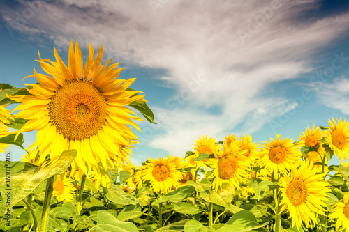 Obraz na płótnie Beautiful sunflowers on the field in sunny day w salonie