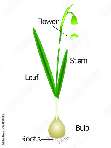 An illustration showing parts of a snowdrop plant.
