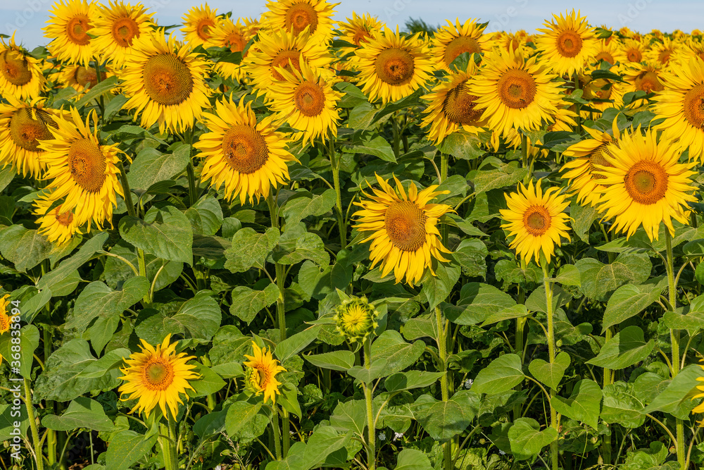 Beautiful sunflowers on the field in sunny day