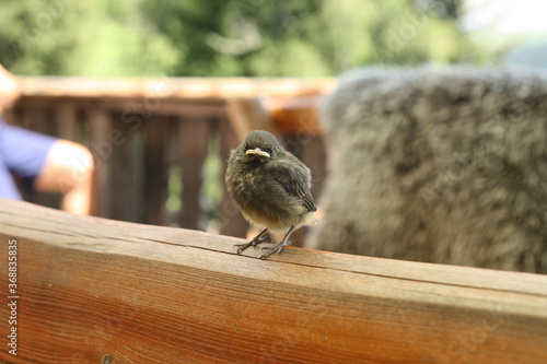 Little newborn feathered bird sitting on the wooden table