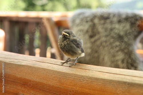Little newborn feathered bird sitting on the wooden table
