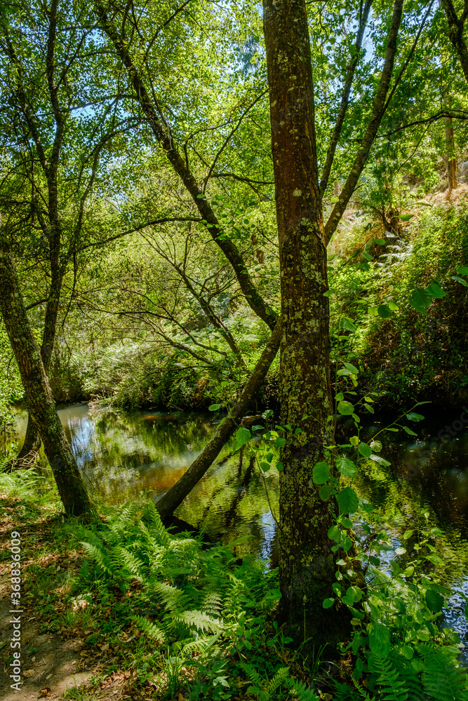 Obraz premium Bosques de Mortagua