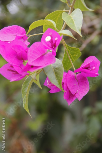 Primavera  colorida com flor vermelha, amarela, rosa e branca, margarida photo