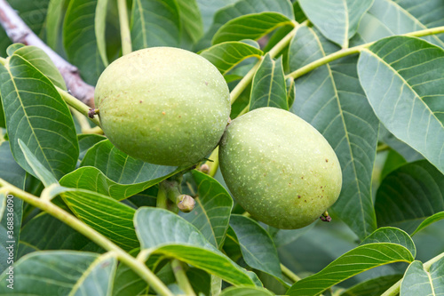 Green walnuts in the tree photo