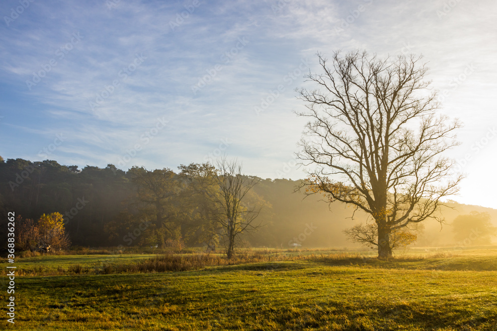 Fototapeta premium lonely oak in the field at sunset