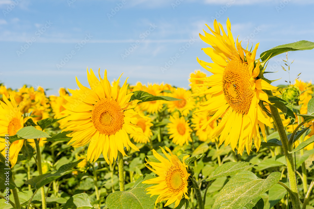 Beautiful sunflowers on the field in sunny day