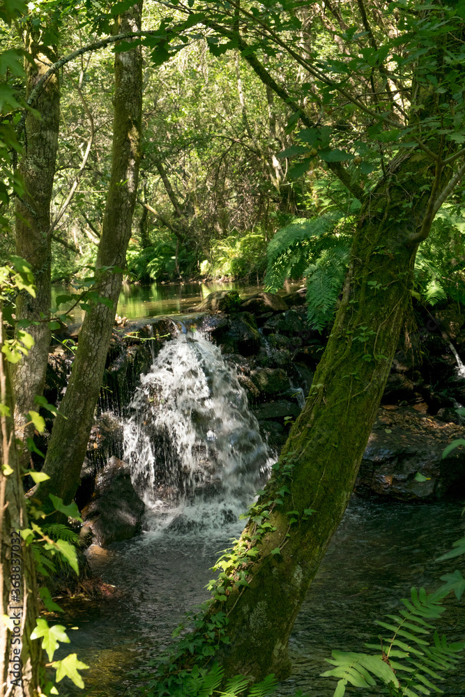 Fototapeta premium Bosques de Mortagua