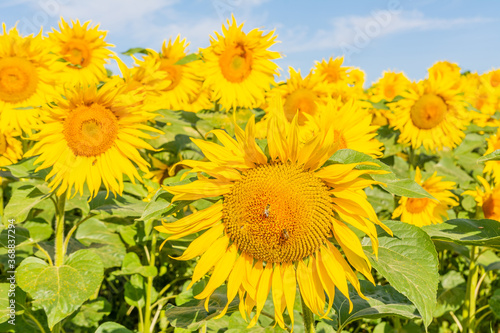 Beautiful sunflowers on the field in sunny day