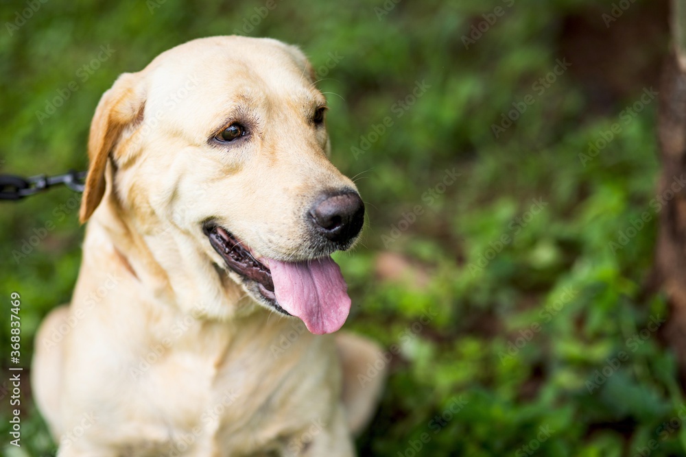 image of dog playing in the park.