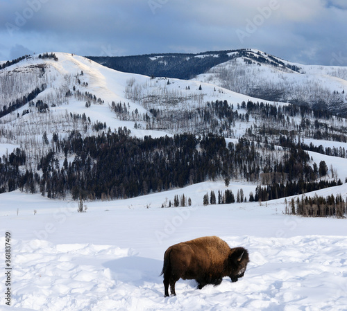 Lone Bison in winter at sunset grazing in Lamar Valley in Yellowstone Wyoming