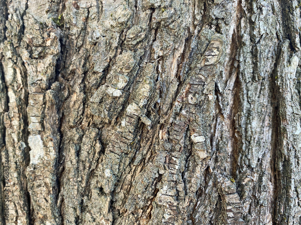 tree bark texture tree bark texture