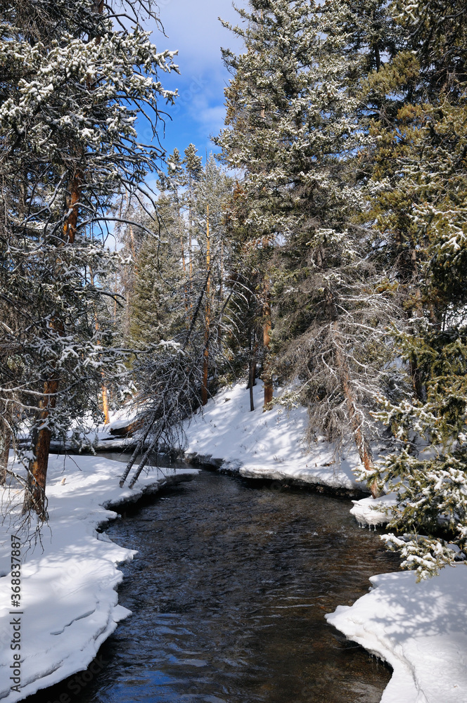 Fototapeta premium Lava Creek in winter with snow covered evergreen trees and blue sky Yellowstone National Park Wyoming