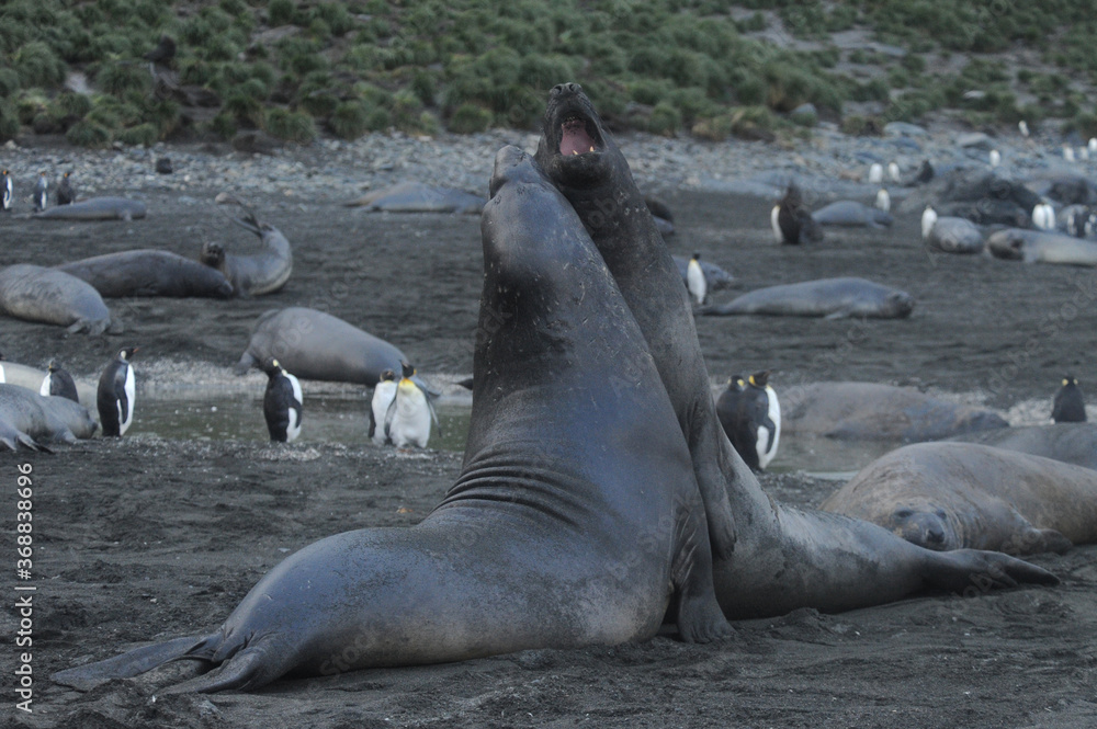 Fototapeta premium The southern elephant seal (Mirounga leonina) is one of the two species of elephant seals. 