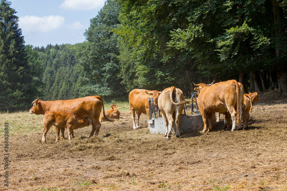Brown Cow walking on the green meadow in the Eifel landscape, Germany