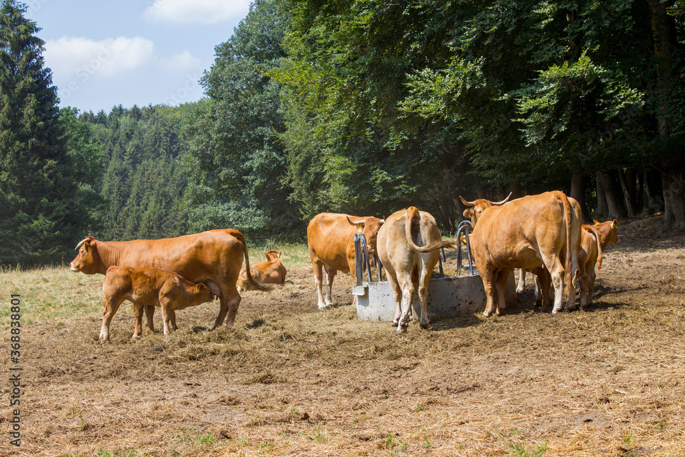 Brown Cow walking on the green meadow in the Eifel landscape, Germany Brown Cow walking on the green meadow in the Eifel landscape, Germany