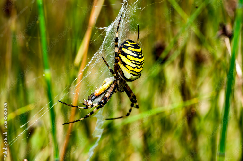 spider on the web tijgerspin (Argiope bruennichi) spider on the web tijgerspin (Argiope bruennichi)