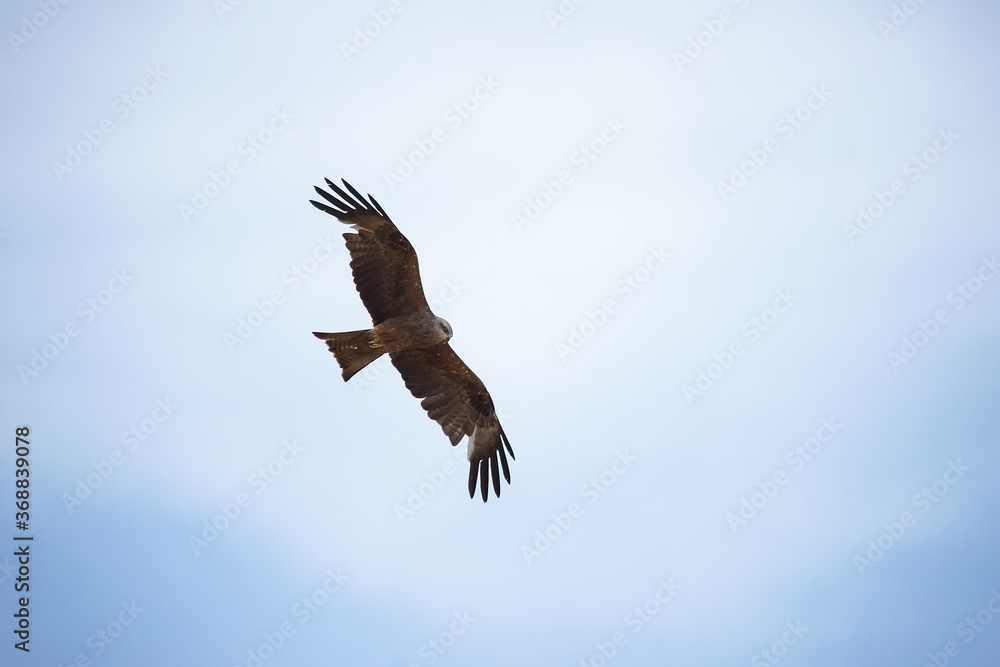 Black kite (Milvus migrans)
