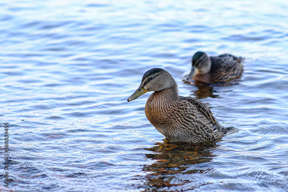 Ducks on the shore, great design for any purposes. Green background. Blue background. Clipping path. Ducks on the shore, great design for any purposes. Green background. Blue background. Clipping path.