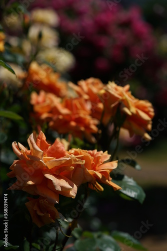 Orange Flower of Rose 'Wiener Charme' in Full Bloom 