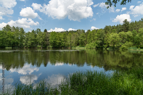 small pond with reeds in forest, white clouds on blue sky