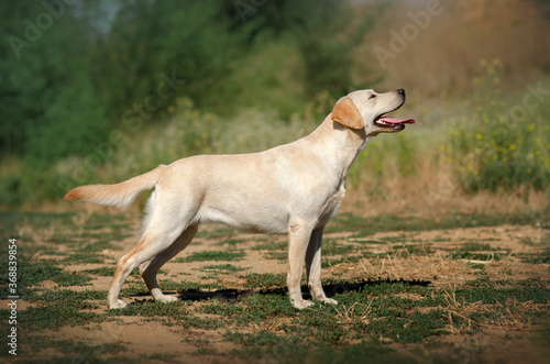 labrador retriever hunting dog lovely portrait on the hunt near the river 