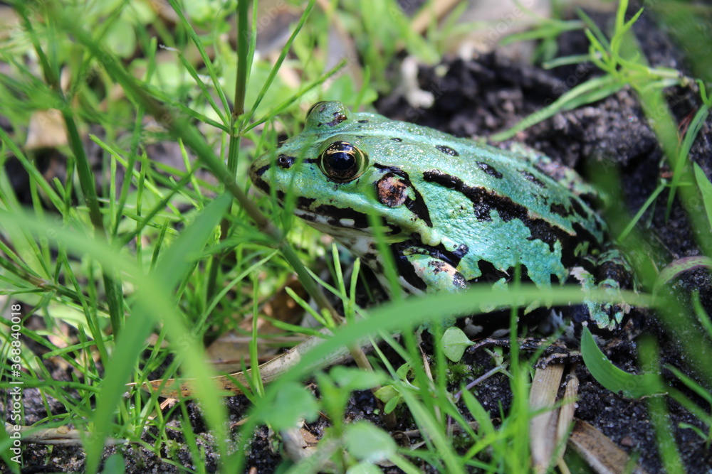 Teichfrosch Nahaufname Teichfrosch Nahaufname