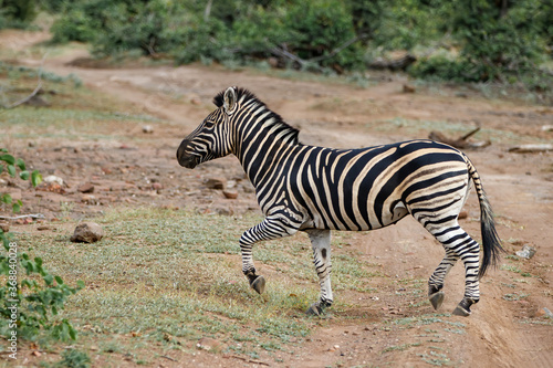 Zebra running in Mashatu Game Reserve in the Tuli Block in Btswana