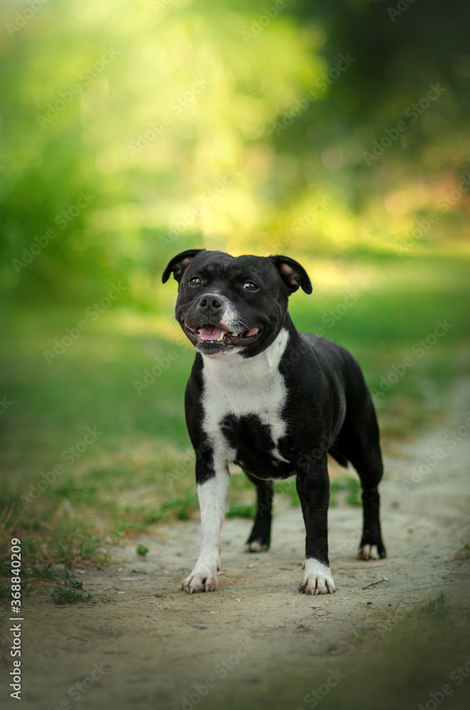 english staffordshire bull terrier dog black color funny cute dog lovely portrait on a green background
