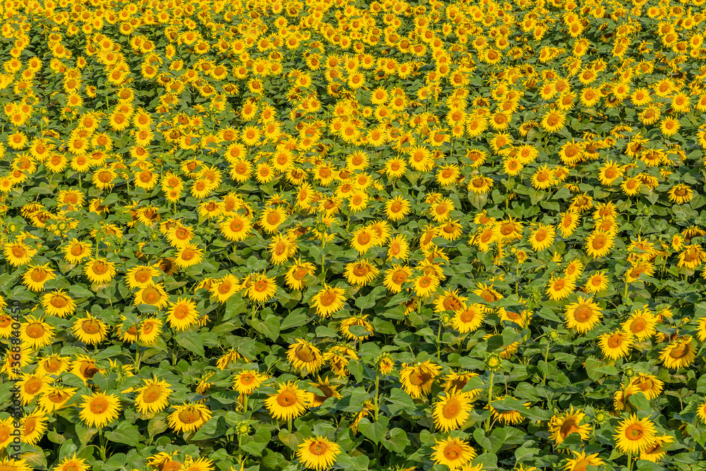 Beautiful sunflowers on the field in sunny day