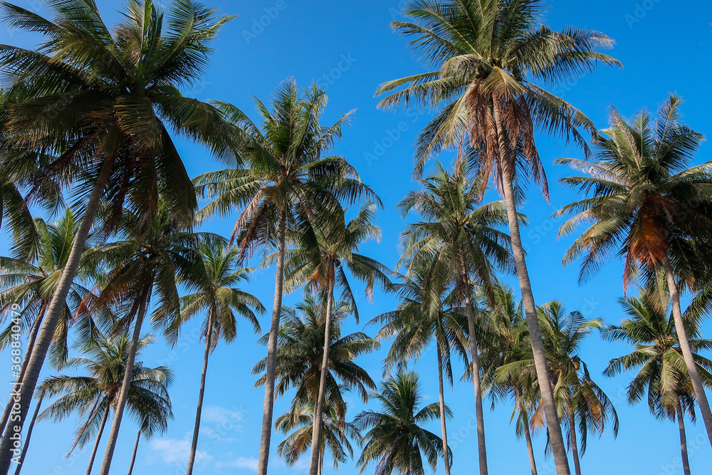 Group of coconut palm trees against deep blue sky, Thailand