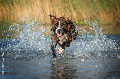 brindle american staffordshire terrier funny dog ​​walk playing in water 
