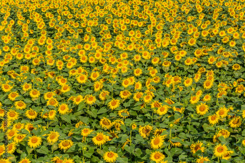 Obraz na płótnie Beautiful sunflowers on the field in sunny day w salonie