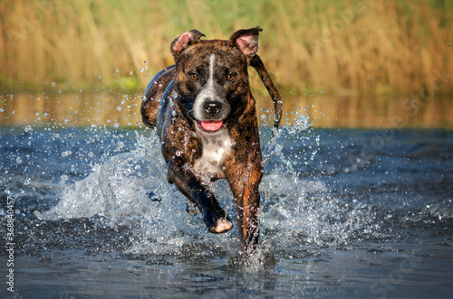 brindle american staffordshire terrier funny dog ​​walk playing in water
