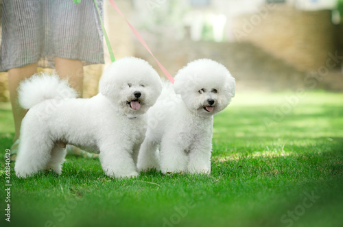 Photo bichon frize cute dog white wool fun walk in the park