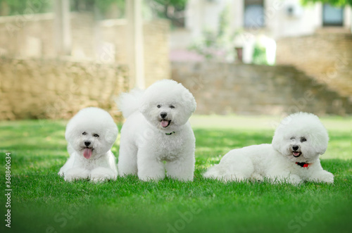 Canvastavla bichon frize cute dog white wool fun walk in the park