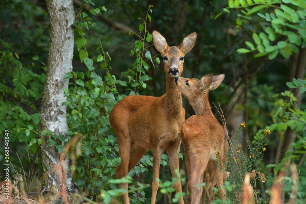 Roe deer in the woods Roe deer in the woods