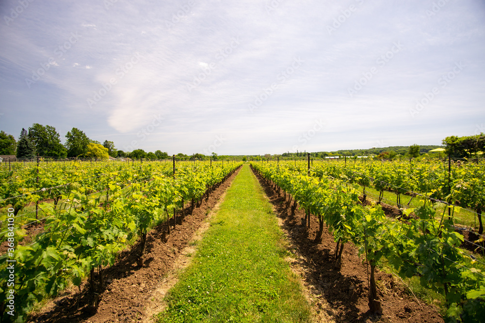 Vineyards at mid-summer