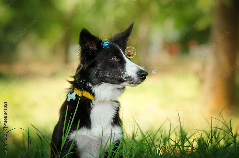 border collie dog lovely portrait walk in the park green background cute dog
