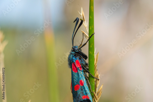 butterfly on a green grass - Zygaeninae / Zygaena filipendulae - Sint Jansvlinder photo