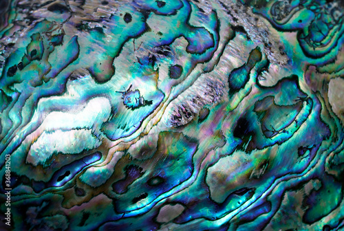 Canvastavla Abstract blue and green background, close up of a shell