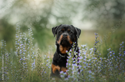 rottweiler dog brutal beautiful portrait on green background 