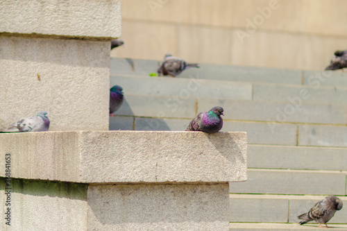 Birds pigeons sit on the steps of a building on a city street