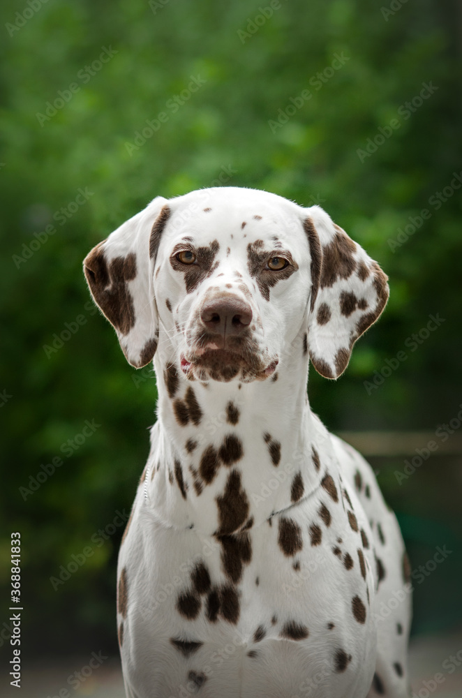 dalmatian dog lovely portrait on green background
