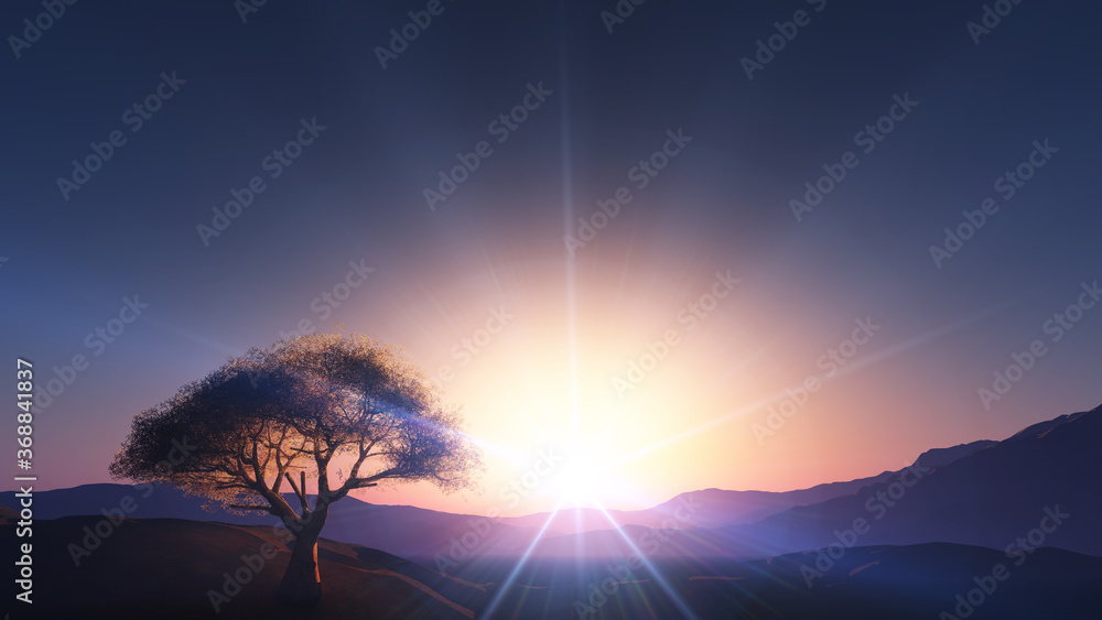 Fototapeta premium sunset at meadow and lonely tree