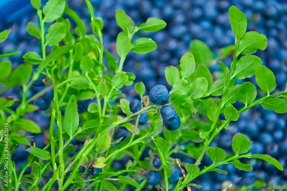 Blurred Fresh ripe bunch blueberries berries whit green leaves on berry background. Concept for healthy eating and nutrition. Selective soft focus. Blurred Fresh ripe bunch blueberries berries whit green leaves on berry background. Concept for healthy eating and nutrition. Selective soft focus.