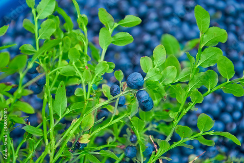 Blurred Fresh ripe bunch blueberries berries whit green leaves on berry background. Concept for healthy eating and nutrition. Selective soft focus.
