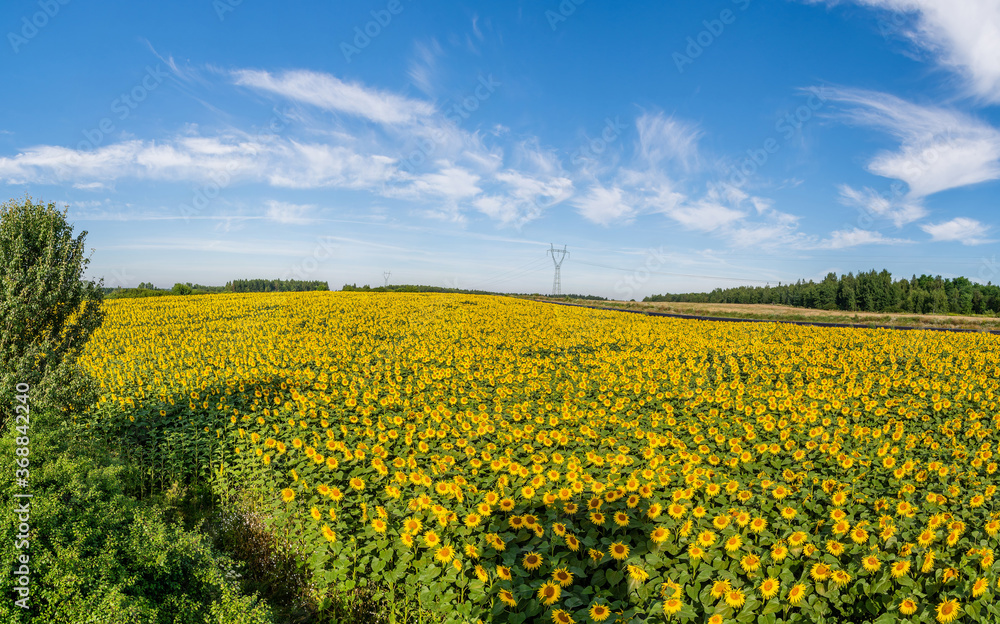 Beautiful sunflowers on the field in sunny day