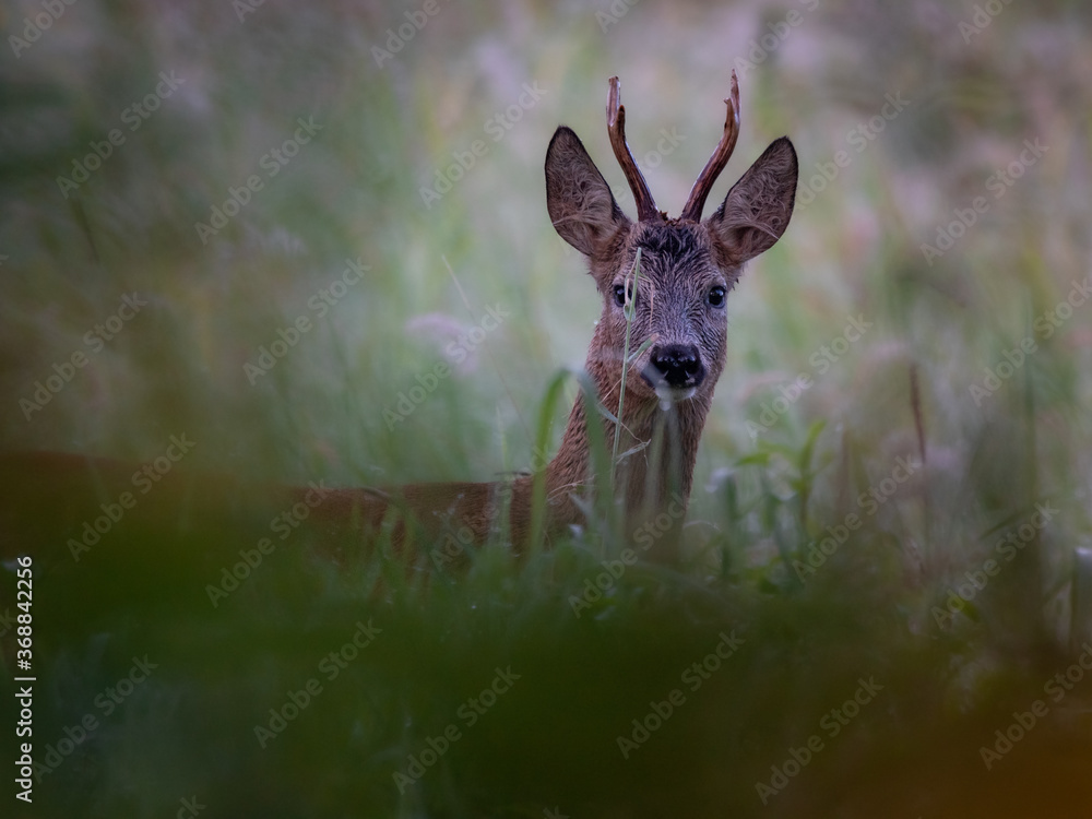 Kozioł deer