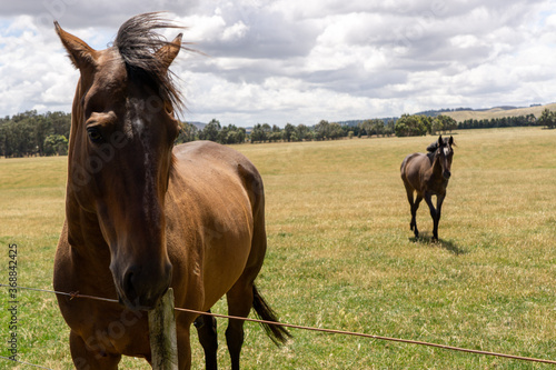 Friendly horses 3