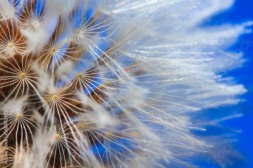 fotograf  a macro de diente de le  n con fondo azul